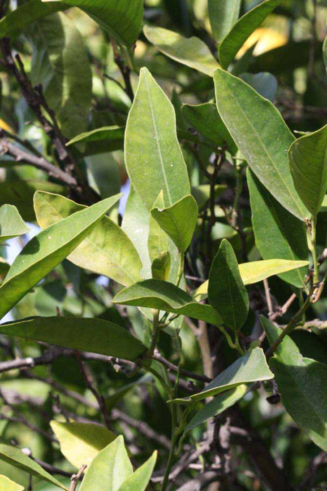            Sun leaves (Riverside, CA)   